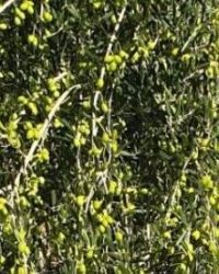 It is a small-fruited to medium-fruited variety, suitable for oil production and with very good oil quality. It gathers from the end of October. Its oil content ranges up to 20-25%. Cold-resistant . It is planted in a pot or in the ground.